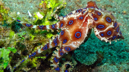 Hapaloclaena lunulata, il polpo dagli anelli blu