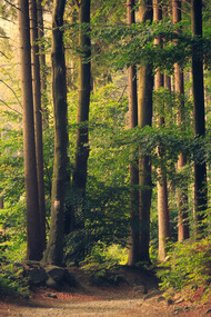 A dark forest represents sin and wrong choices