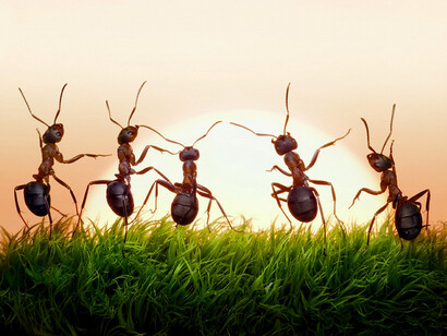 Hormigas al atardecer