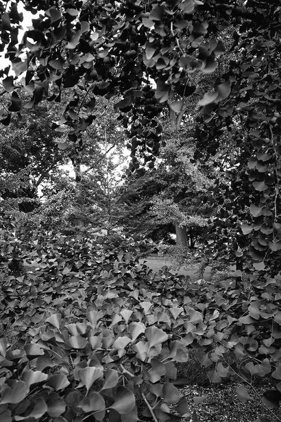 Nicholas Nixon, Arnold arboretum no. 2, 2022. Courtesy of Robert Klein Gallery