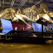 Whales: Giants of the Deep, Exhibition view. Courtesy of Witte Museum 