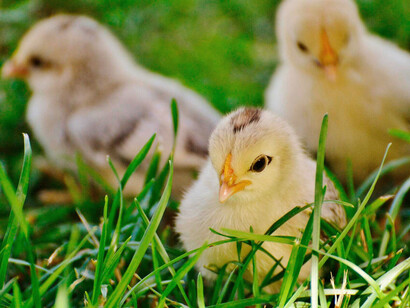 Polluelos en un prado