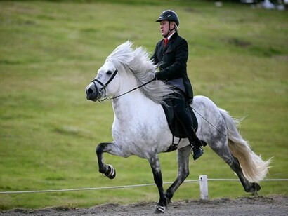 Another ryder, with his icelandic horse