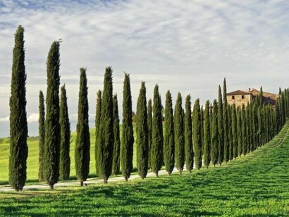 Row of cypresses in Tuscany
