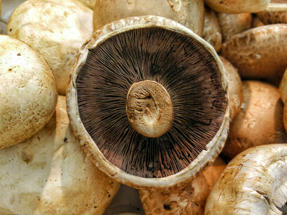 Funghi