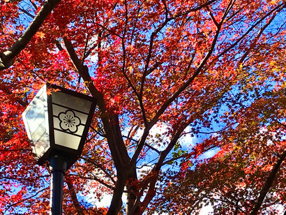 Maple trees, Atami Plum Garden © Alma Reyes