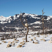 Giuseppe Penone. Courtesy of  Galerie Gagosian