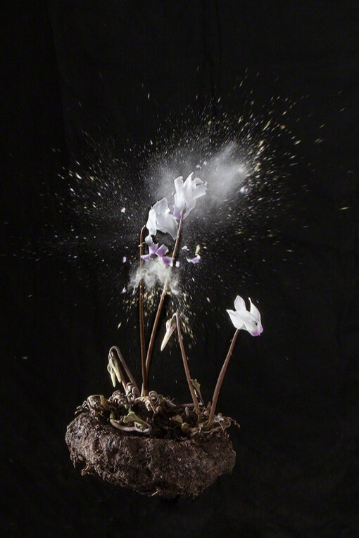 Fragile Land. Courtesy of Yancey Richardson Gallery