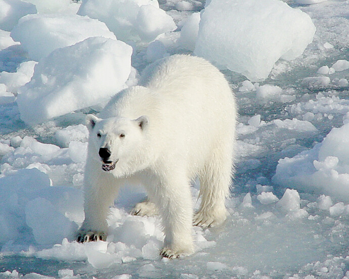 Arctic in Change. Courtesy of Arktikum