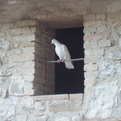 Dove in window