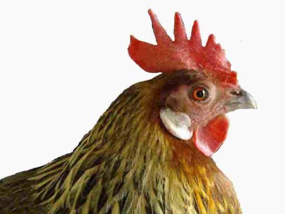 Una gallina