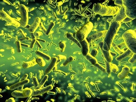 Les agents de la maladie sont les microbes