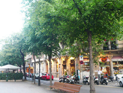 Tilos de la Rambla de Catalunya, Eixample, (Tilia europaea o Tilia tormentosa).Barcelona, España