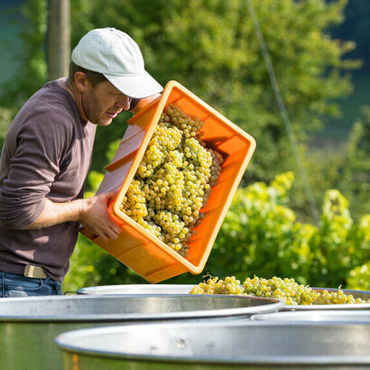 Hoss Hauksson mentre lavora l'uva dei suoi vigneti