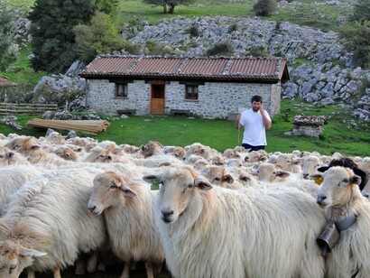 Ganado en la comarca del Goierri