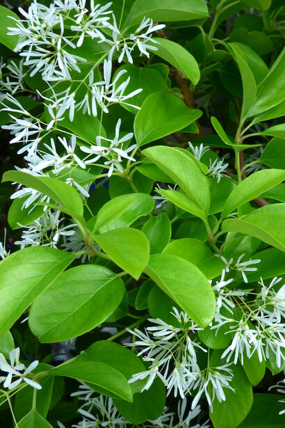 Chionanthus virginicus