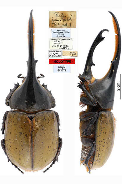 Escarabajo "Dynastes hercules lichyi". Este bello ejemplar tipo fue colectado en la Selva Nublada de Rancho Grande, en el Parque Henri Pittier, Aragua, Venezuela, por René Lichy. En homenaje, el entomólogo G. Lachaume le dedicó la subspecie. Foto: Musee d’Histoire Naturelle, Paris