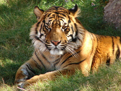 An Indian tiger in the wild