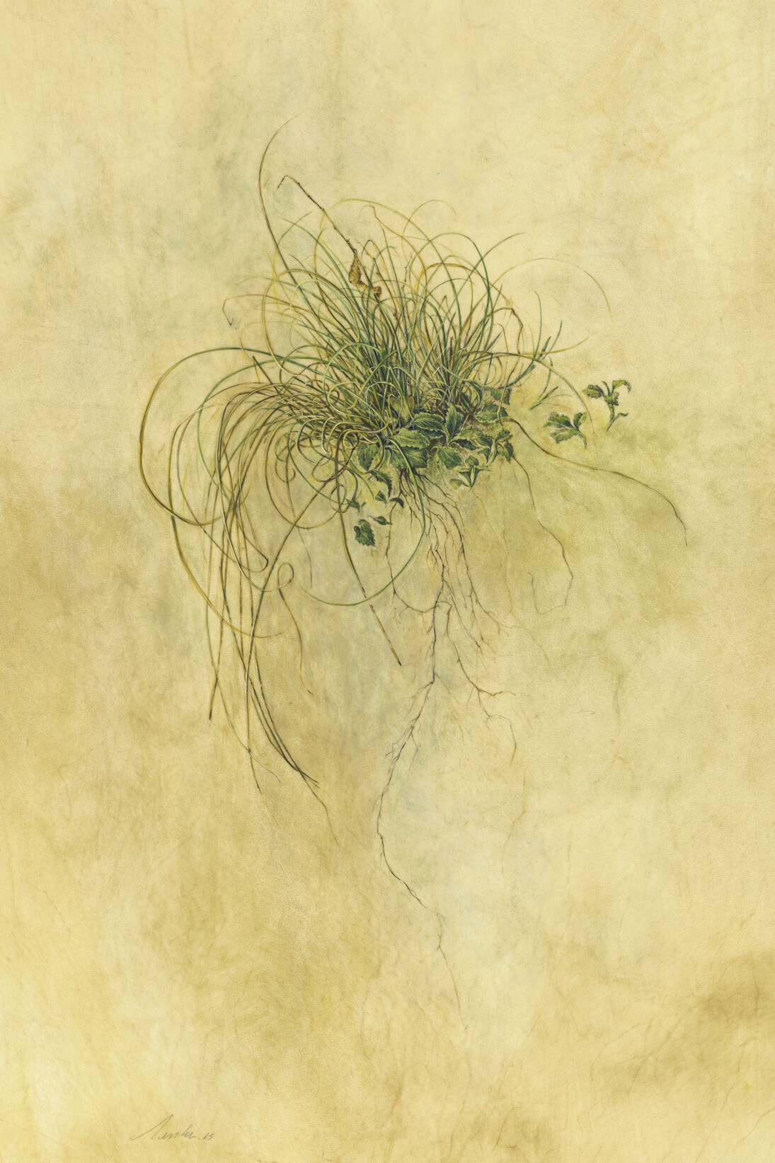 Kate Nessler, Bluff Dweller (Carex eburnea), watercolour on vellum, 43.18 x 27.94 cm