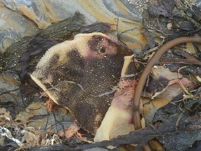 Robert Smith, Seaweed Circus