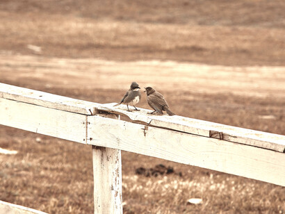 Comunicar implica alterar opciones, modificando su valor, excluyendo algunas o proponiendo otras, cambiando así la realidad de nuestro interlocutor