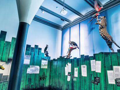 Macaws. Courtesy of Museum für Naturkunde