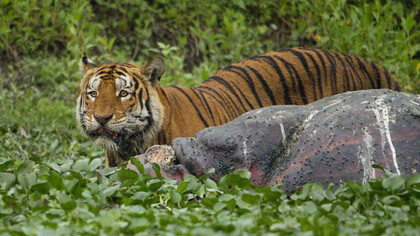 A tiger and a hippopotamus in Kadur