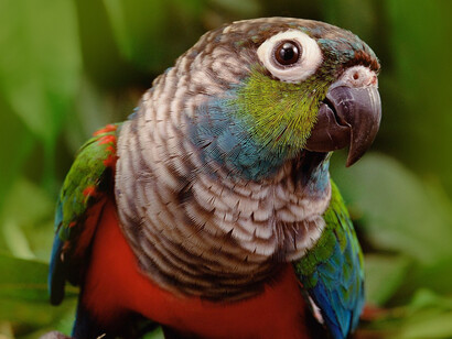 Cotorras ventrirroja, una de las 1500 especies de aves que habitan la selva amazónica
