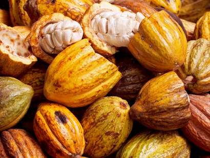 Le cabosse e le fave di cacao