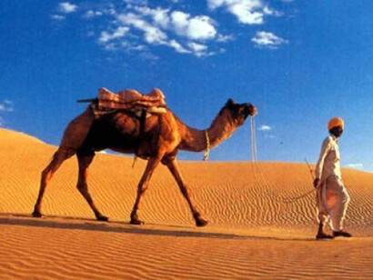 Un camello en el desierto