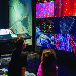 Your Brain. Courtesy of The Franklin Institute