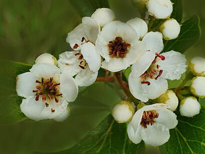 L’incantevole e ricca fioritura bianca degli azzeruoli