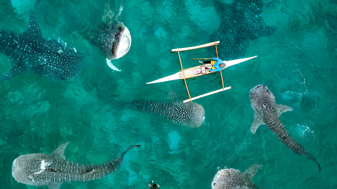 A kayaker paddles above whale sharks in the waters of Oslob, a town in the Philippines that has become globally known for its regulated interaction with these filter-feeding animals