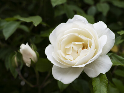 Il simbolo della Rosa Bianca incarnava i valori di pace, giustizia e resistenza morale contro l'oppressione nazista, unendosi alla voce della gioventù tedesca nella lotta per la libertà
