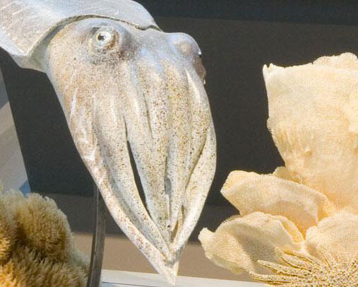Gallery of Evolution. Courtesy of Royal Belgian Institute of Natural Sciences
