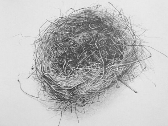 Amy Talluto, Bird's Nest, 2013, graphite on paper, 11 x 11 inches
