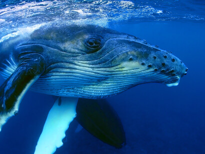 Maarten Struijs conocía la importancia de la ballena para los Países Bajos