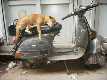 Bundi, India. Un perro descansa sobre una moto. Foto: Fernando Miguel