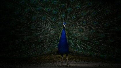 A beautiful peacock spreads out their feathers in pride
