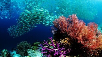 Uno studio riporta come le ondate di calore marine stiano diventando più intense