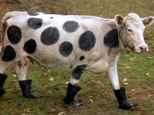 Esta vaca tiene un papel protagonista hacia el final de la película