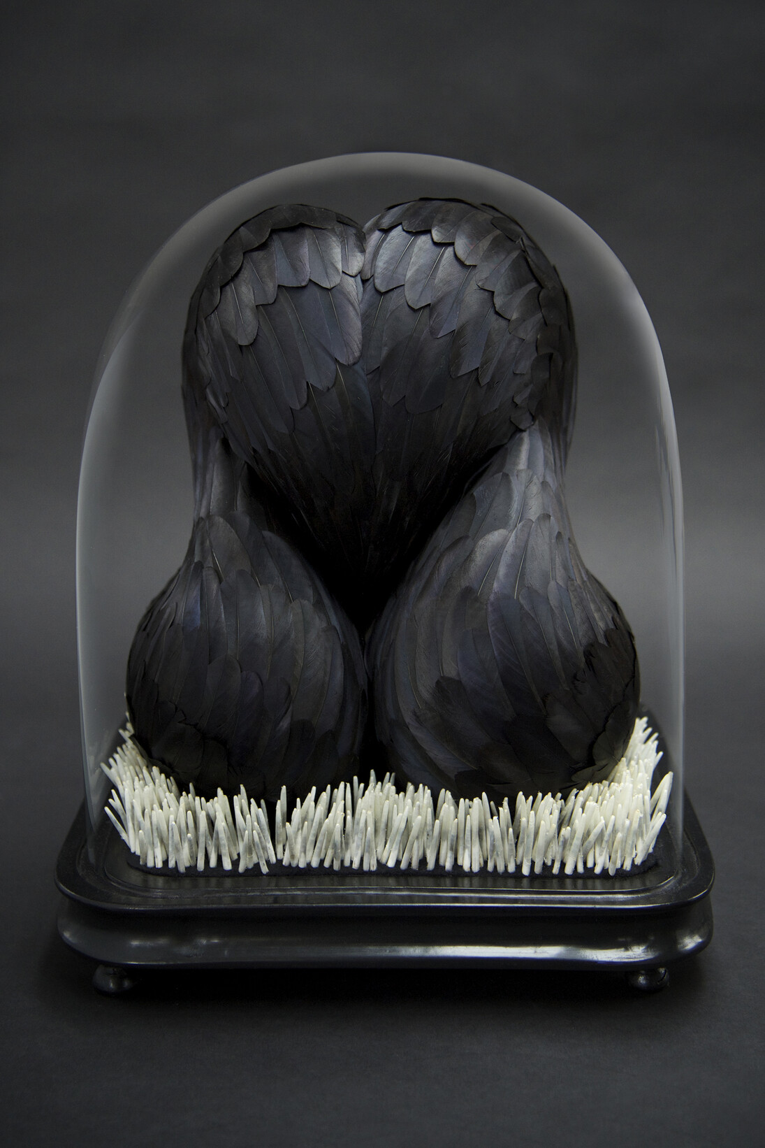 Kate Mccgwire, Sybaris, 2015 mixed media with crow feathers in antique dome - Photo: JP Bland © Kate MccGwire