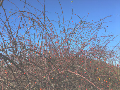 Rosa canina, bella anche d'inverno con le sue bacche (cinorrodi) lucide e rosse