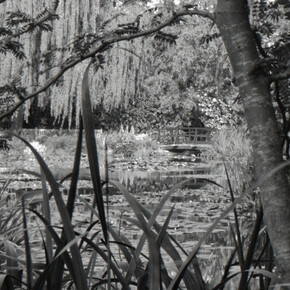Monet's Water Garden, Shadow and Light. Courtesy of Soho Photo Gallery