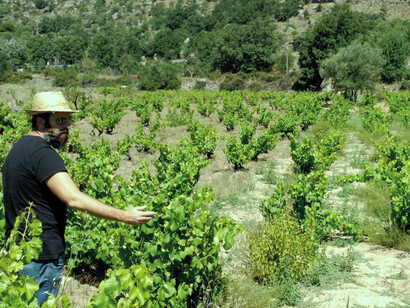 Garnachas viejas de Gredos © Raúl Calle Viticultor 