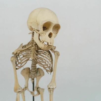 Sean Dooley, Chimpanzee, courtesy Sean Dooley/Horniman Museum and Gardens