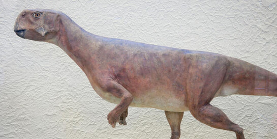 Hall of Ornithischian Dinosaurs. Courtesy of American Museum of Natural History