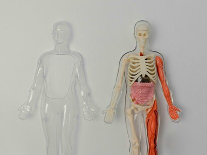 Modelo anatômico. Os PFAS podem diminuir a função renal e aumentar o risco de cancro dos rins. Concentrações relativamente elevadas de PFAS no sangue podem aumentar o colesterol total, os triacilgliceróis (também conhecidos como triglicéridos) e as lipoproteínas de baixa densidade. Todos estes são factores de risco para doenças cardiovasculares. Quando os PFAS se acumulam no sangue, as plaquetas podem promover a formação de coágulos sanguíneos 