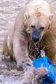 A distressed polar bear struggling in polluted waters, entangled by a disheartening sight of a blue plastic bag