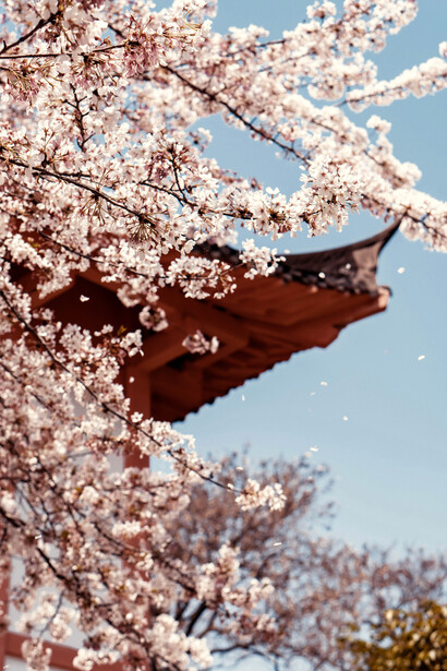 Templo japonés detrás de unas flores de sakura